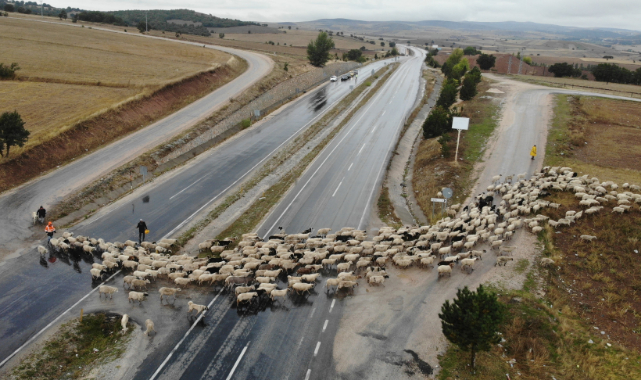 Şehir merkezinden geçen koyun sürüsü ilginç görüntüler oluşturdu