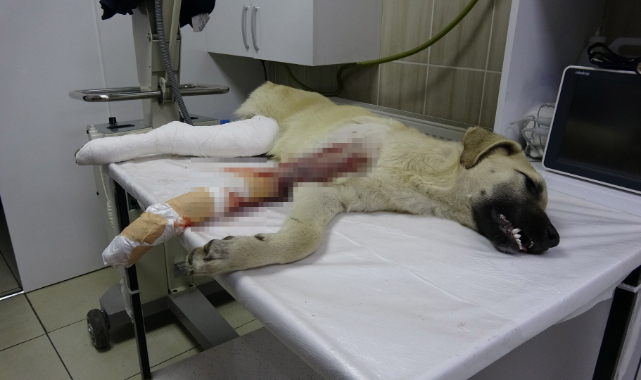 Yaralı köpeğin imdadına protokol yetişti