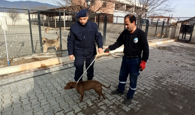 Başıboş olarak bulunan pitbull barınağına teslim edildi