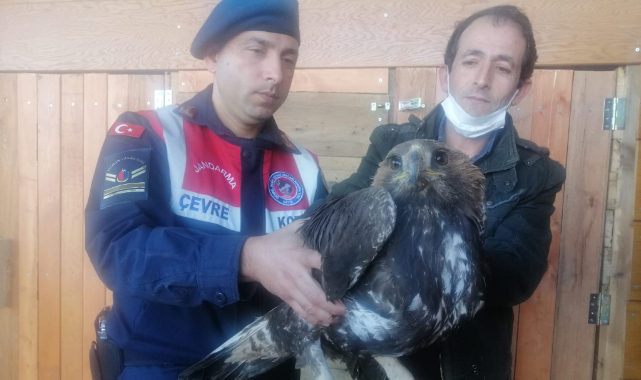 Jandarmanın bulduğu yaralı kartal tedaviye alındı