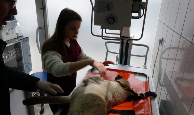 Motosikletin çarptığı köpek sedye ile taşındı