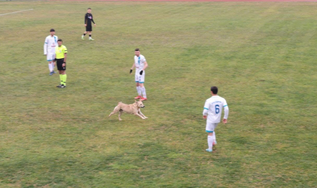 Sahaya giren köpek maçı durdurdu, renkli görüntüler yaşandı
