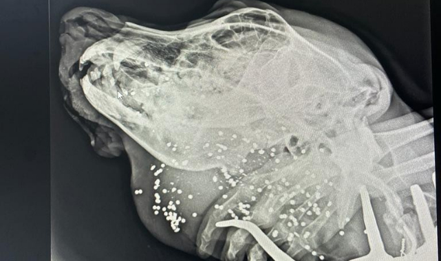 Av tüfeği ile vurulan kangal köpeği tedaviye alındı