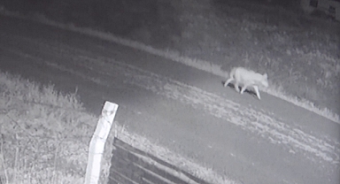 Aç kalan kurtlar köye indi, o anlar kameraya yansıdı