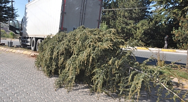 Ağacı kökünden sökerek durabildi, büyük bir kazanın eşiğinden dönüldü