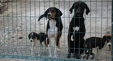 Amasya Belediyesi'nden sokak hayvanları için yerden ısıtmalı otel