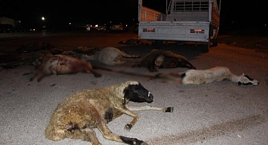 Amasya’da otomobillerin çarptığı sürüdeki 25 koyun telef oldu