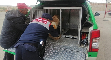 Aracın çarptığı köpeği jandarma veterinere götürdü