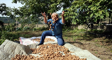 Coğrafi işaretli Niksar cevizinde 2 bin 500 ton rekolte bekleniyor
