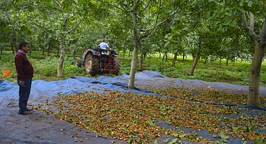 Dağı taşı ceviz olan ilçe