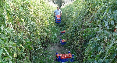 Domates üreticisinin yüzünü güldürdü