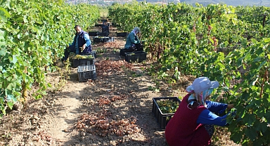 Erbaa'da 15 bin ton üzüm hasadı yapıldı