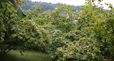  Fındık bahçesinde ölü bulundu