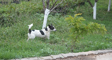 Haber yaparken köpeğin saldırısına uğradı