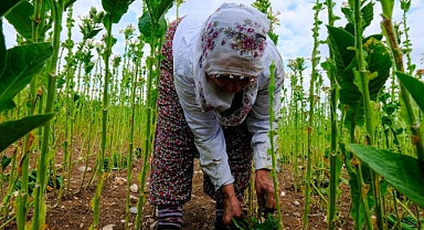 Kadın çiftçiler hem evde hem tarlada mesaide