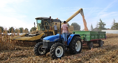 Lise öğrencileri ektikleri mısırın hasadını yaptı