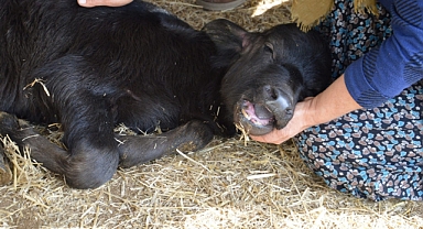  Manda yavruları 'çakal' tehdidi altında