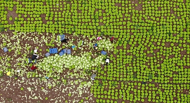  Nisan ayında tavan yapmıştı, sezon sonu fiyatı yüzde 50 düştü