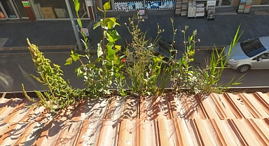 Olukta filizlenen ağaçlar şaşkınlığa neden oldu