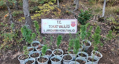 Saksıda kenevir yetiştirirken yakalandılar