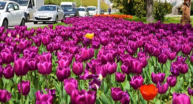 Samsun 405 bin çiçekle süslenecek