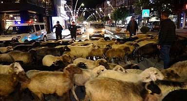 Şehir merkezinden koyun sürüsü geçti, trafik durdu
