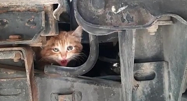 Sıkıştığı kamyonette kurtarılmasını sağladığı kediyi sahiplendi