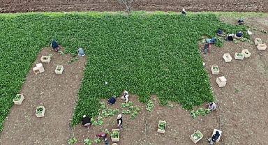 Sonbaharın gözdesi, havaların soğuması ile talep arttı