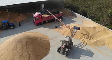 Tokat'ta 'sarı altın' hasadı başladı