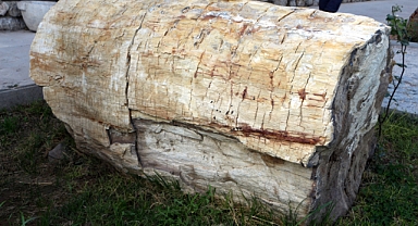 Tokat'ta tropikal iklim kuşağına ait 41,5 milyon yıllık ağaç fosilleri bulundu