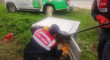 Tokat'ta yaralı köpek tedavi altına alındı