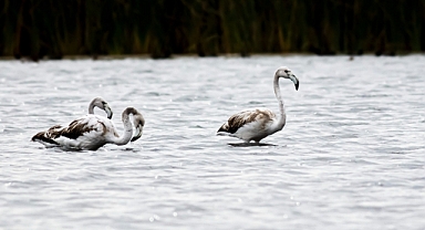Tuz gölü değil Tokat'ta görüntülendiler, yüzlercesi geldi