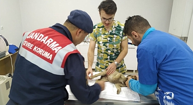 Yaralı halde bulunan köpeğe jandarma sahip çıktı