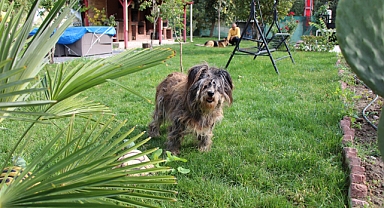 'Zeytin'in karanlık ve sessiz dünyası