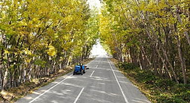 Ağaçların oluşturduğu sonbahar tüneli hayran bırakıyor