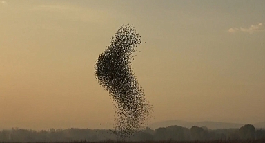 Sığırcık kuşlarının gün batımı dansı hayran bıraktı