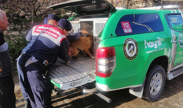 Almus'ta anne köpek ve 6 yavrusu barınağa teslim edildi