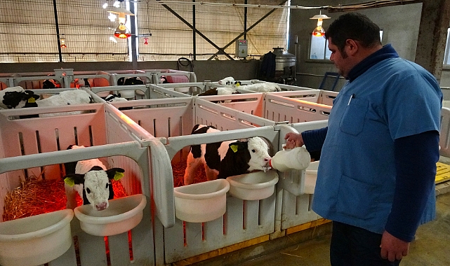 Biberonla beslenen buzağılara bebek gibi bakıyorlar