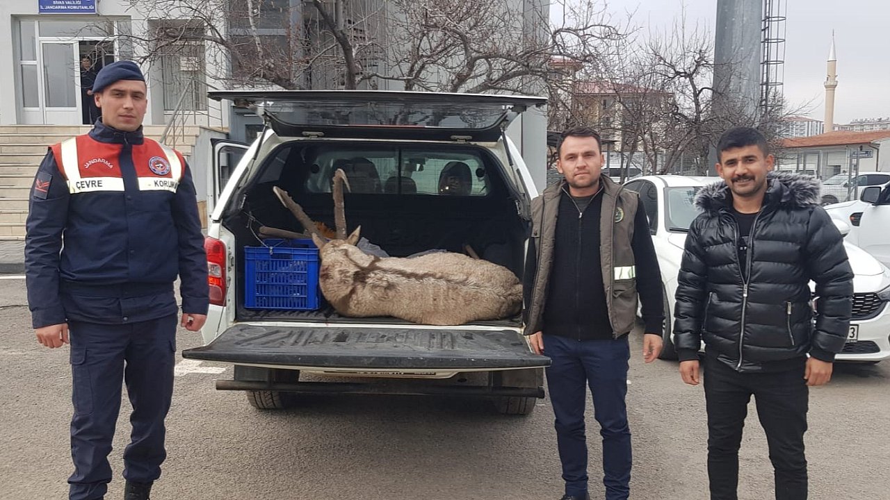 Dağ keçisi avına 250 bin lira ceza