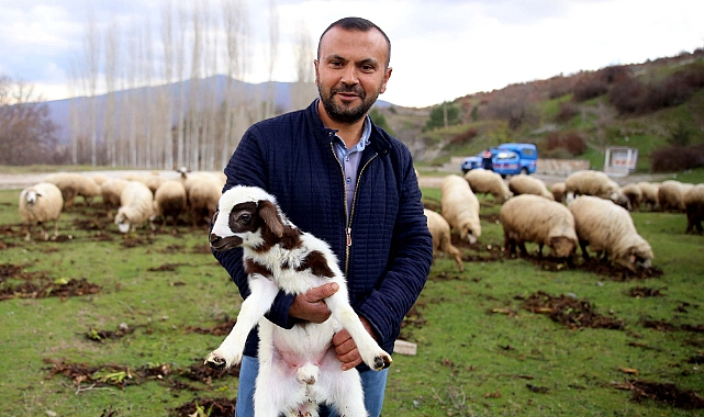 Tokat'tan Türkiye'ye yayılan proje ile kentteki hayvan varlığı ikiye katlandı
