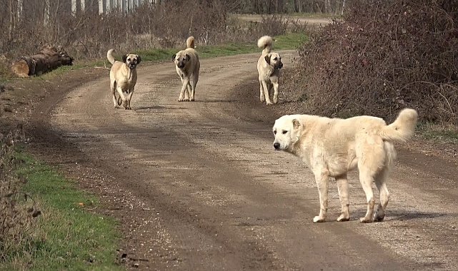 Başıboş köpekler köylünün korkulu rüyası haline geldi