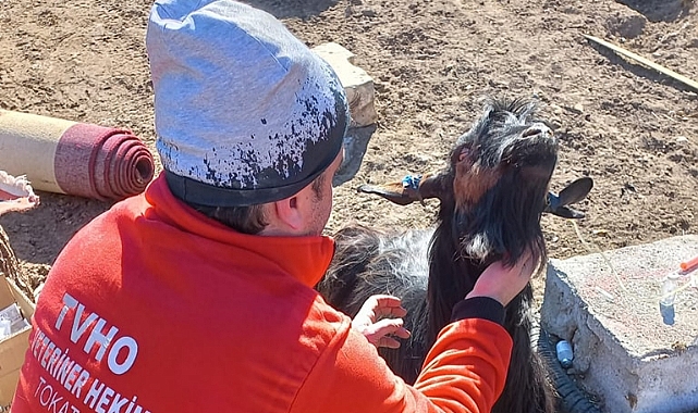 Tokatlı veteriner hekimler enkazdan 6 keçiyi çıkardı