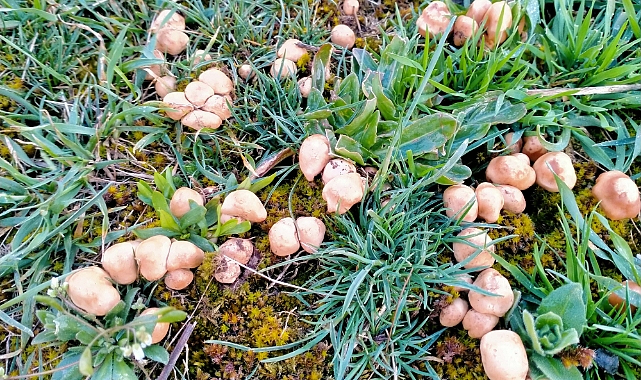 Başçiftlik'te araziden toplanan mantarın kilogramı 100 liradan satılıyor