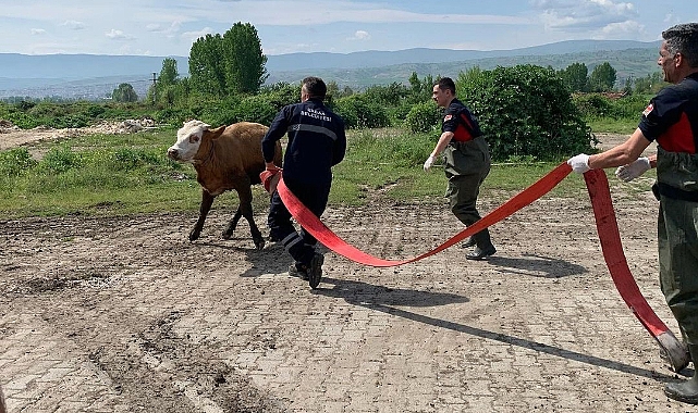 Bataklığa batan büyükbaş hayvanı itfaiye kurtardı