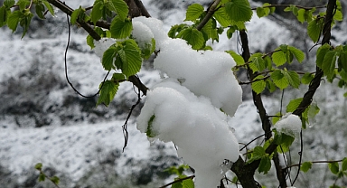Ordu’da kar yağışı sonrası fındıkta hasar tespit çalışması başlatıldı