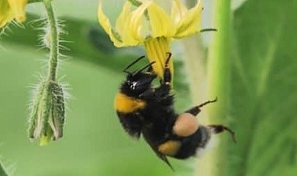 Ordu’da seralara bombus arısı dopingi