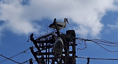 Tokat'ta elektrik direğindeki leylek yuvası yandı