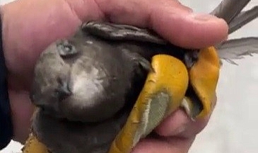 Boğazına ip dolanan ebabil kuşunun yardımına itfaiye koştu