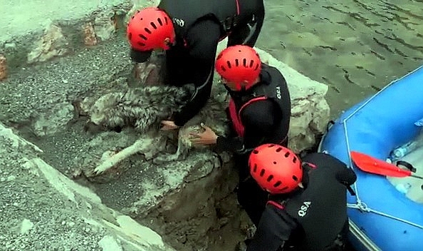 Rafting parkurunda donmak üzere olan köpeğin imdadına sporcular yetişti
