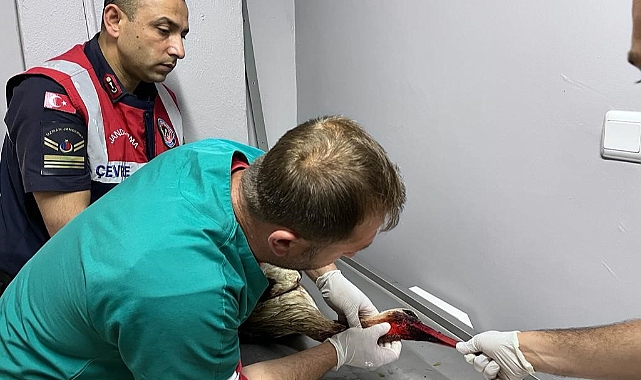 Olta yutmuş leylek doğaya salındı